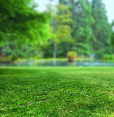 🔥 Park Tree Grass Field CB Picsart Editing Background HD | CBEditz Boy Photo Editing, Dslr Blur Background, Green Scenery, Hd Background Download, Grass Background, Photography Studio Background, Blur Photo Background, Png Background, Photo Background Images Hd