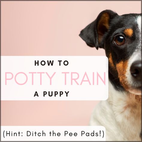 While pee pads may seem like a great potty-training tool, they end up reinforcing the wrong behaviors. Here's why you should avoid wee-wee pads and focus on potty training your pup without taking any shortcuts. Potty Training Tools, Wee Wee, Puppy Obedience Training, Potty Pads, Easiest Dogs To Train, Puppy Pads, Puppy Training Tips, Dog Training Techniques, Training Your Puppy