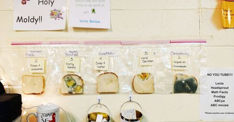 Teacher's Genius Bread Experiment Shows Why Hand-Washing Matters Germ Bread Experiment, Bread Experiment Germs, Controlled Experiment Ideas, Mold Science Fair Project, Mold Bread Experiment, Bread Mold Science Fair Project, Infection Control Activities, Germs Lessons, Bread Experiment