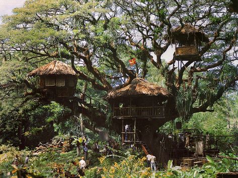 Swiss Family Robinson Swiss Family Robinson Treehouse, Swiss Family Robinson, Master Board, Cool Tree Houses, Shel Silverstein, Tree House Designs, Banyan Tree, Tree Houses, Movie Sets