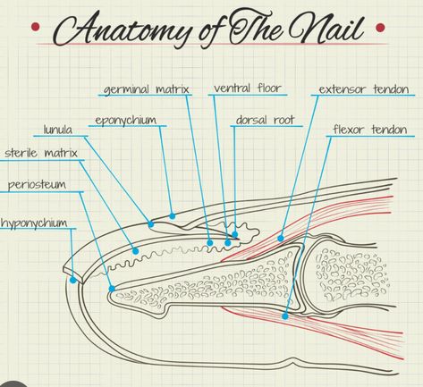 Nail Structure, Nail Anatomy, Anatomy, I Hope, Nails