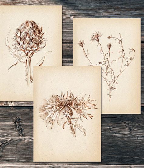 Botanical Art Drawings – Centaurea Series – Alina Lupu Botanical Art Drawing, Contemporary Botanical Art, Books And Art, Botanical Sketchbook, Botanical Art Prints, Empty Room, Sketch Painting, Botanical Drawings, Winter Art