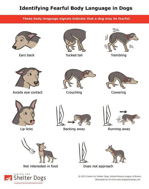 Dog behavior signs Dog Clicker Training, Dog Body Language, Dog Language, Dog Facts, Cat Behavior, Pet Hacks, Cat Treats, Charles Spaniel, Dog Behavior