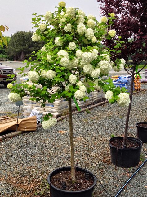 Viburnum Snowball, Amazing Backyards, Tudor Garden, Viburnum Opulus Roseum, Snowball Tree, Snowball Viburnum, Memorial Tree, Hydrangea Tree, Plant Shopping