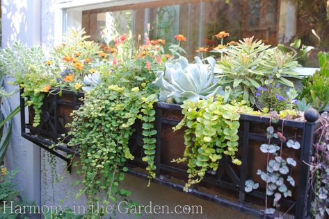 Wrought Iron Window Boxes, Wrought Iron Window, Fall Window Boxes, Window Box Plants, Succulent Landscape Design, Window Box Flowers, Cactus Planta, Window Planters, Iron Windows