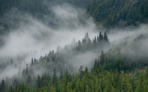 Rainforest -Alaska Alaska Rainforest, Foggy Sky, Western Inspiration, Calming Nature, Environment Reference, Knights Of Ren, Desktop Background, Matte Painting, Mountain Man