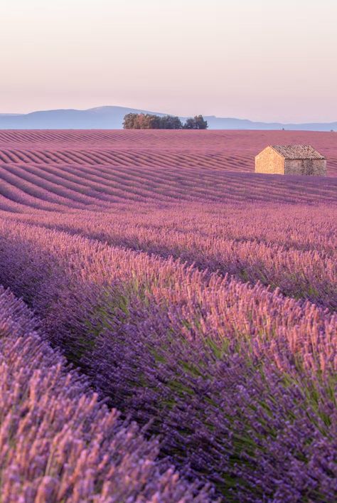 Lavender Fields France, Aix En Provence France, Postcard Mockup, Provence Lavender, Photographie Inspo, Summer Backgrounds, Fotografi Alam Semula Jadi, French Culture, Aix En Provence