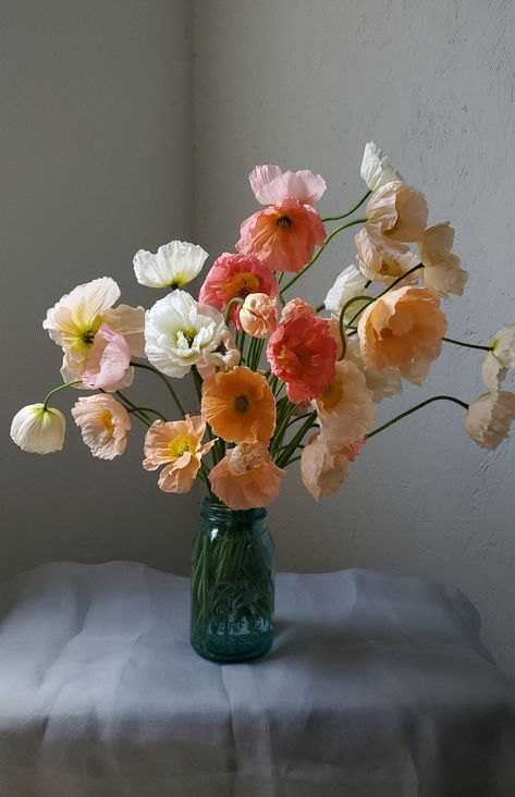 Cold hardy annuals for earlier flowers — BOREAL BLOOMS October Flowers In Season, Hardy Annuals, First Of October, Flowers In Season, October Flowers, Icelandic Poppies, Flower Season, Seed Packaging, Overwintering