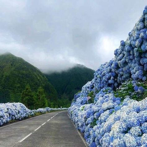 Hydrangea Highway.... to heaven ?? Beautiful! São Miguel Island Azores Portugal ... Island Wallpaper, Azores Portugal, Portugal Vacation, São Miguel Island, Portugal Wedding, Algarve, Dream Destinations, Travel Dreams, Hydrangea