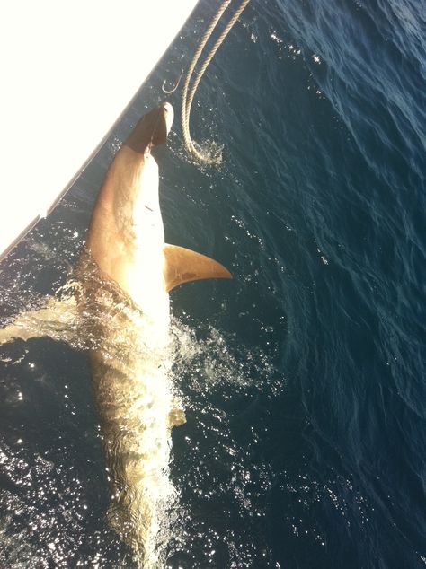 Big hammerhead shark just caught on a Fort Lauderdale Shark fishing charter.  Shark fishing season is just getting started.  Time to book your shark fishing adventure! www.NewLattitude.com #shark #fishing #catchandrelease #hammerhead Hammer Head, Shark Fishing, Hammerhead Shark, Fishing Adventure, Fishing Charters, Fort Lauderdale, Getting Started, Fort, Fishing