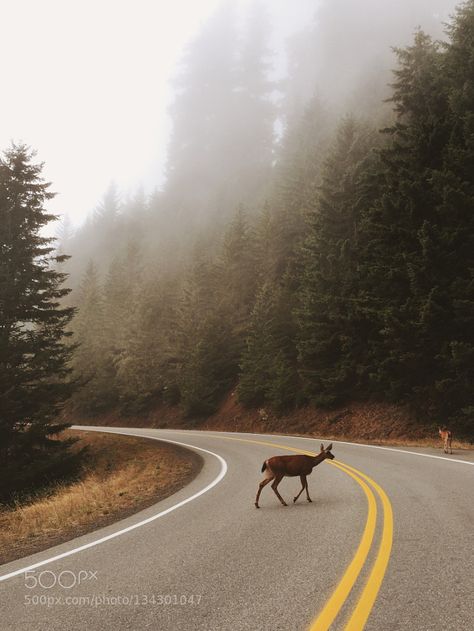 Deer Crossing by ZacharyD Deer Crossing, Photo To Art, Cross Roads, Life Is Strange, Forest Animals, Cat House, Beautiful Photography, Beautiful Photo, Animal Crossing