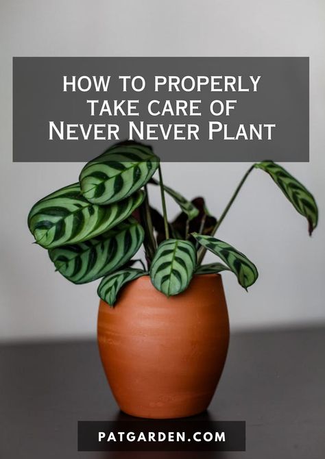 The Never Never Plant is a fascinating and visually striking addition to any indoor garden. This guide will teach you how to care for your Never Never Plant, from providing the right amount of light and water to ensuring the soil is just right for optimal growth. Never Never Plant, Never Never, Interior D, The Soil, All About Plants, How To Take, Tropical Plants, How To Grow, Indoor Garden