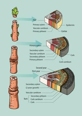 Diagram showing vascular tissue system in plants 2310655 Vector Art at Vecteezy Stem Drawing, Tree Stem, Plant Tissue, Biology Lessons, Teaching Biology, Vascular Plant, Photosynthesis, Plant Stem, Garden Stuff