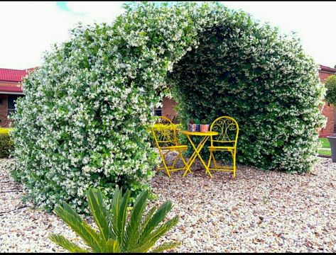 My Star Jasmine in full bloom 🌟 Made this arch using concrete mesh and 6 steel garden stakes. There are 6 plants in total and it took 4 years to get to this 😍 VIA FACEBOOK Star Jasmine Trellis, Jasmine Tree, Jasmine Garden, Jasmine Plant, Star Jasmine, Garden Arches, Trellis Plants, Night Flowers, Moon Garden