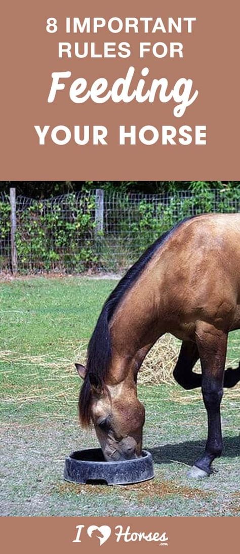 Horse Weight, Horse Nutrition, Horse Farm Ideas, Healthy Horses, Horse Care Tips, Horse Info, Horse Feed, Barrel Horse, Horse Tips