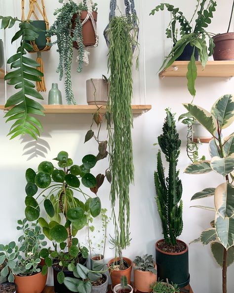 House Full Of Plants, Dracena Plant, Plant Aesthetics, Plant Advice, Plant Parenting, Greenery Plants, Indoor Plants Styling, Plant Styling, Plant Maintenance