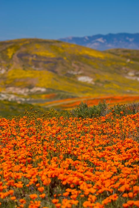 Antelope valley poppy reserve Apr 2019. [OC][4000x6000]  Click the link for this photo in Original Resolution.  If you have Twitter follow twitter.com/lifeporn5 for more cool photos.  Thank you author: https://bit.ly/3cTgHGY  Broadcasted to you on Pinterest by pinterest.com/sasha_limm  Have The Nice Life! Valley Of Flowers India, Antelope Valley Poppy Reserve, Landscapes Beautiful, Antelope Photography, Field Of Poppies Photography, Giant Eland Antelope, Antelope Valley, Nature Aesthetics, Nice Life