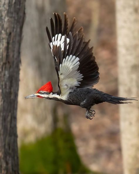 Woodpecker Costume, Pileated Woodpecker Tattoo, Red Headed Woodpecker Tattoo, Wooden Woodpecker, Bird Reference, Red Headed Woodpecker, Pileated Woodpecker, Northern Flicker, 3d Sketch