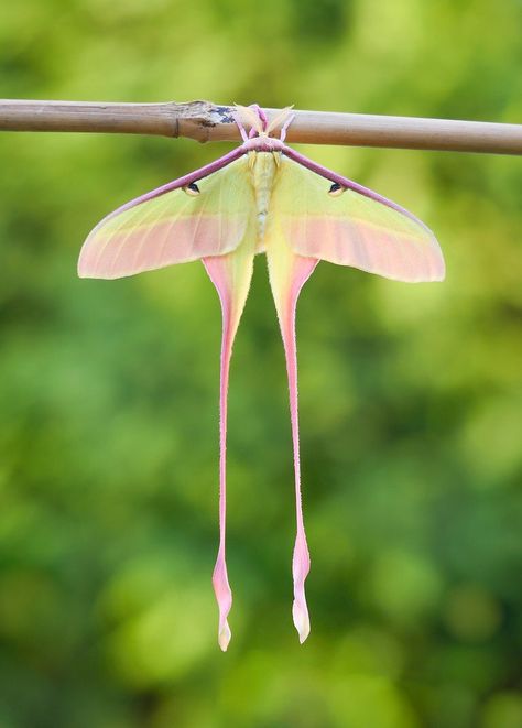 Chinese Moon Moth, Weird Insects, Pink Moth, Orchid Mantis, Colorful Moths, Cute Moth, Lunar Moth, Dark Forest Aesthetic, Moon Moth