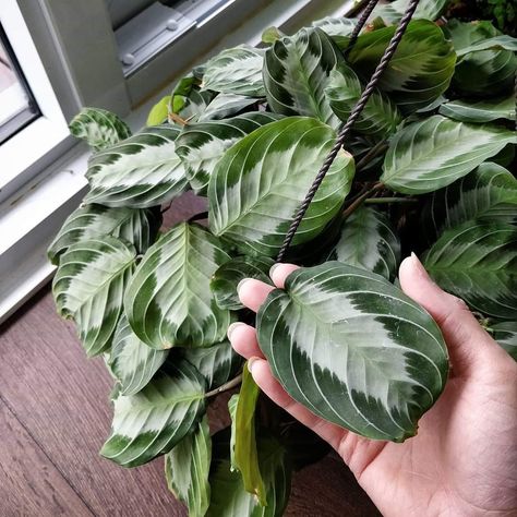 Silver band maranta Plant Stand Ideas, Plant Structure, Plant Wishlist, Calathea Plant, Living Room Plants, Stand Ideas, Prayer Plant, Diy Plant Stand, Gardening 101