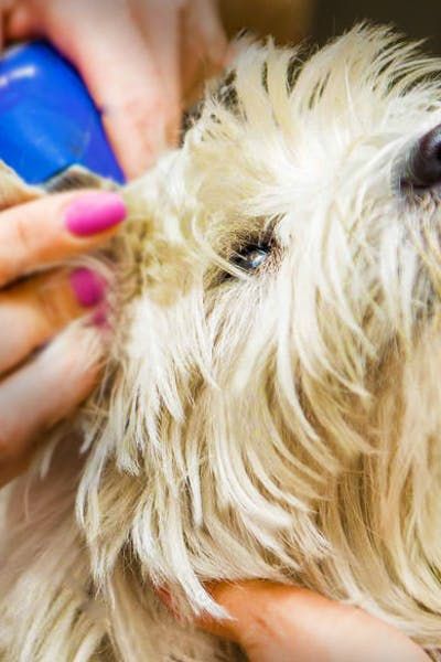 Shave a Dog's Matted Ears #matteddog #dogears #doggroomingtips #cute Dog Grooming Tips, Dog Ears, Dog Ear, Dog Mat, Dog Grooming, Shaving, Dog Breeds, Puppies, Dogs