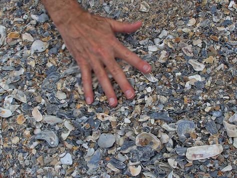 Shelling tips for Myrtle Beach inclu. link to Tide forecast.   ...Wally May, 2014 sifting sand for shells Myrtle Beach Trip, Best Beaches In Maui, North Myrtle Beach Sc, Beach Tips, Beach 2023, Nc Beaches, South Carolina Travel, Myrtle Beach Vacation, South Carolina Beaches