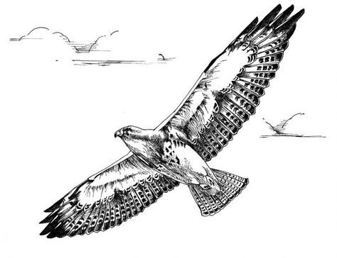 bird sketches | ... drawing of swainson hawk bird in flight public domain image picture Hawk Drawing, Bird Sketches, Pyrography Ideas, Fly Drawing, Backyard Animals, Tattoo Thoughts, Beach Mural, Hawk Bird, Eagle Drawing