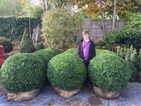 Large Box balls Box Balls, Topiary Balls, Topiary Garden, Topiary Trees, Contemporary Garden, Uk London, The London, Planting, Garden Design