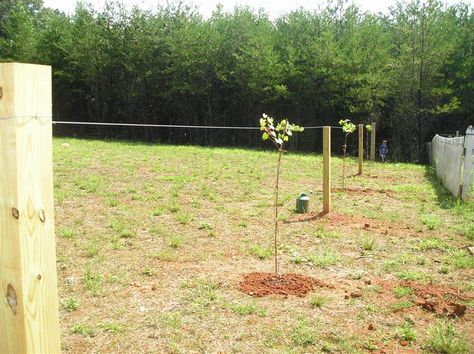 muscadine trellis Muscadine Trellis, Wine Yard, Muscadine Vine, Muscadine Grapes, Muscadine Wine, Grape Growing, Grape Trellis, Vine Trellis, Berry Garden