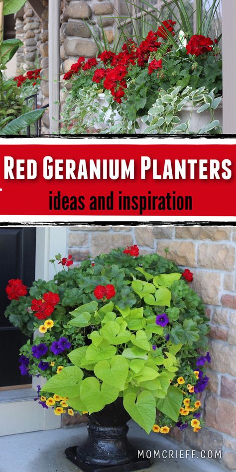 This post showcases planter ideas with vibrant blooms, perfect for creating a welcoming and eye-catching entryway. DIY and enjoy these low-maintenance summer flowers, that bring a pop of red to your outdoor decor. Planters With Geraniums, Full Sun Patio Planter Ideas, Geranium Container Ideas, Red Geraniums In Pots, Flower Pot Arrangement Ideas, Red Geranium Planter Ideas, Geranium Hanging Basket Ideas, What To Plant With Geraniums In Pots, Red Geraniums In Pots Front Porches