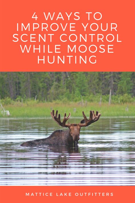 If you're out on a hunt and aren't seeing any action, it could actually be because of your smell... and a moose can easily pick up your scent! Luckily, there are a few things you can do to improve your scent control! #scentcontrol #moosehunting #hunting Your Smell, Moose Hunting, Best Masks, The Perfect Day, Deer Hunting, Perfect Day, Moose, Alaska, You Can Do