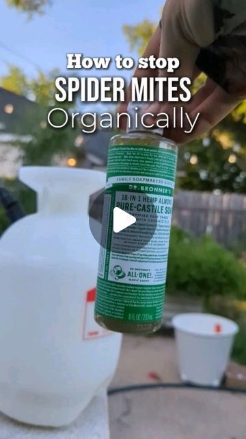 Vanessa Minton on Instagram: "How i deal with the dreaded spidermite in my organic garden! 
.
Insecticidal soap on a regular schedule once I start to see spider mites activity has been the only way I have managed the spread of these pests come summer time! 
.
Spider mites love dry hot conditions so you can help your plants by misting them with water or aggressively spraying the undersides of their leaves regularly.
But when that just doesn't cut it, a diy insecticidal soap spray can really help and is also gentle on your ants and pollinators. 
.
Spray this aggressively on any spider mites damaged plants and keep things pruned well to reduce spread.
Always assess your irrigation practices and consider a predatory beneficial mite in the cooler months to take a more integrated approach down t How To Get Rid Of Spider Mites, Diy Insecticidal Soap, Bed Bugs Essential Oils, Spiders Repellent, Garden Hacks Diy, Natural Insecticide, Garden Companion Planting, Garden Bugs, Spider Mites