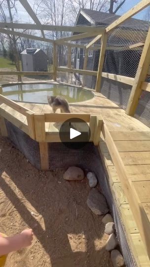 1.3K views · 1.6K reactions | Our flock got an upgrade. 

Deck✔️
Easy drain for water changes✔️
Shelf step✔️
Waddle safe ramp✔️
Diveability✔️

And my favorite part, a hose spigot connected to the pond for watering the garden with some of the best fertilizer around. 🙌🙌🙌

Well actually my favorite part is that we no longer have to physically lift and dump the water from the kiddie pool ever again. 🤣

8ft stock tank turned duck pond. 

@metzerfarms the ducks and goose are loving their new coop, run, and pond. 

#homestead #backyardflock #ducksofinstagram #geese #homesteader #duckpond #coop | Ivy and Oaks | T O K I O 3 5 1 · Toyota Drainable Duck Pond, Duck Pool Ramp, Duck Pool With Drain, Duck Ponds, Watering The Garden, Coop Run, Backyard Ducks, Runner Ducks, Backyard Flocks