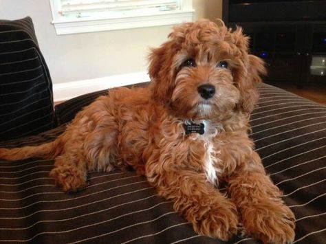 Cavapoo - I'm not usually a fan of "designer dogs" but I saw one of these in Italy and it was so CUTE, smart & sweet . . . sort of want! Red Cavoodle, Cavapoo Grooming, Dogs Cavapoo, Red Cavapoo, King Cavalier, Cavapoo Dogs, Grooming Ideas, Working Dogs Breeds, Designer Dogs