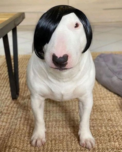 Bull Terrier Funny, Goofy Dog, Cute Animal Memes, Bully Dog, Cat Photos, Mini Dogs, English Bull Terriers, Silly Dogs, Strange Things