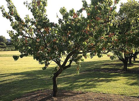 Planter, entretenir, tailler... tous les gestes et actions à mener au verger pour cultiver l'abricotier, arbre fruitier aux fruits sucrés et juteux, les abri... Safe Place, Golf Courses, Home And Garden, Plants, Flowers, Art