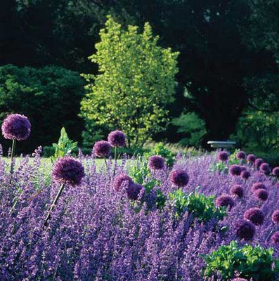 Allium Border, Roses And Lavender, Lavender Bedding, Vegetable Garden Planning, Hillside Landscaping, Favourite Flowers, Lavender Garden, Gravel Garden, Green Stuff