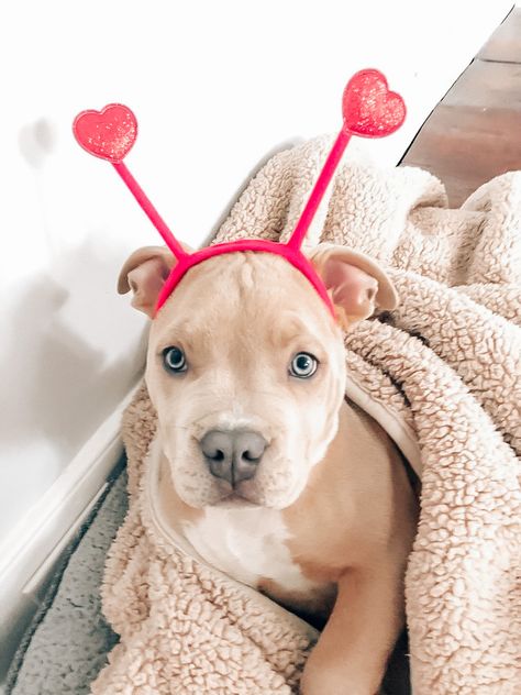 Preppy Valentines, Preppy Quotes, Preppy Pfp, Dogs Photos, Preppy Dog, Cutest Dog Ever, Cutest Dogs, Cute Dog Photos, Very Cute Dogs