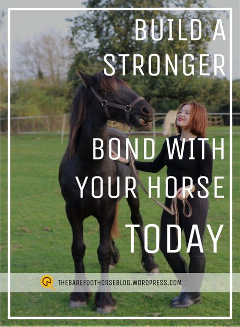 How To Bond With Your Horse, Horse Basics, Horse Bonding, Horse Tricks, English Horseback Riding, Natural Horsemanship Training, Horse Training Exercises, Horse Farm Ideas, Horse Behavior