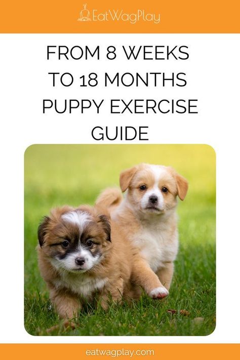 Puppy Exercise Guide, Puppy Stages Week By Week, Puppy Schedule, Puppy Stages, Dog Quotes Love, Exercise Ideas, Helpful Things, Dog Exercise, Puppy Stuff