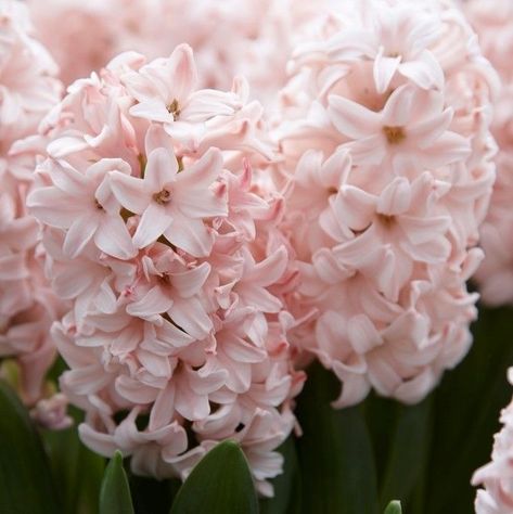 Pink Hyacinth Aesthetic, Hycinthia Flower, Hycanith Flower, Flower Hyacinth, Pink Hyacinth, Hyacinth Flower, Pink Plants, Hyacinth Flowers, Fragrant Garden