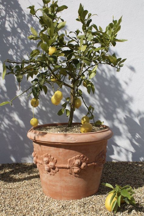 Terracotta Pots From the Simple to the Elegant Italian Terracotta Pots, Italian Terra Cotta Pots, Terra Cotta Pots Garden, Large Terracotta Pots, Mediterranean Garden Design, Strawberry Pots, Cottage Aesthetic, Pots And Planters, Terracotta Plant Pots