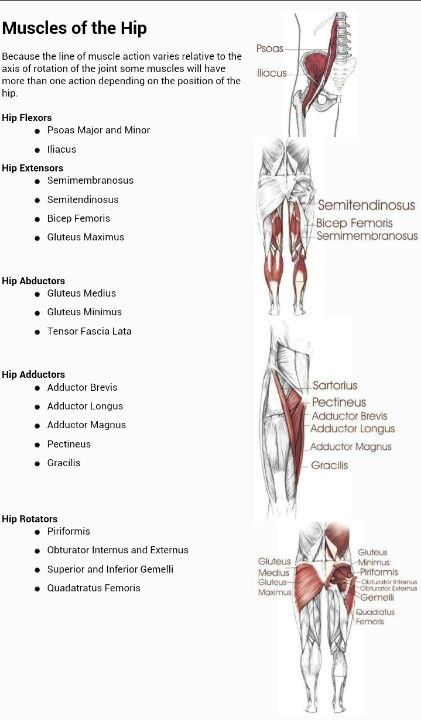 Muscles of the hip and their actions. Repinned by SOS Inc. Resources @so siu ki Storage & Organisation Solutions Storage & Organisation Solutions Inc. Resources. Hip Muscles Anatomy, Hip Movement, Hip Anatomy, Muscles Anatomy, Psoas Release, Anatomy Physiology, Yoga Anatomy, Muscle Anatomy, Human Anatomy And Physiology