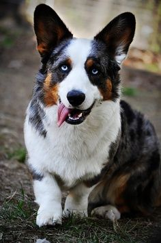 Cardigan Corgi Cardigan Welsh Corgi Puppies, Blue Merle Corgi, Merle Corgi, Corgi Wallpaper, Corgi Facts, Corgi Drawing, Cardigan Corgi, Pembroke Welsh Corgi Puppies, Corgi Art