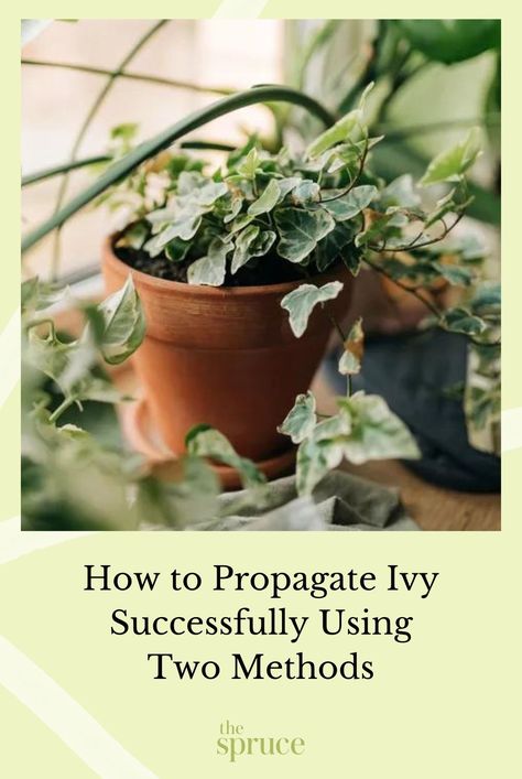 English ivy is a gorgeous vine plant perfect for your garden or inside your home. Learn how to propagate ivy using two different methods. #plantpropagationmethods #ivy #gardeningadvice #houseplanthacks #howtogrow #indoorflowers #plantparenttips #thespruce How To Propagate English Ivy, Propagate English Ivy, Propagate Ivy, Types Of Ivy, Small Balcony Garden, English Ivy, Ivy Plants, Perennial Shrubs, Growing Plants Indoors