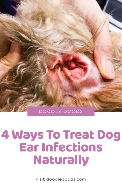 Dog Ear Remedies, Natural Ear Cleaner For Dogs, Diy Dog Ear Yeast Infection Remedies, Itchy Dog Ears, Dog Ear Mites, Cleaning Dogs Ears, Dogs Ears, Meds For Dogs, Dog Ear Cleaner