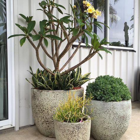 Exotic Nurseries on Instagram: “Our office front pot inspo, that Frangipani is about to explode #exoticnurseries #exotic #potplants #frontoffice #frangipani #sanseveria…” Potted Frangipani Tree, Frangipani Potted, Frangipani In Pot, Potted Frangipani, Poolside Planters, Frangipani Garden, Modern Planting, Roof Garden Design, Kentia Palm