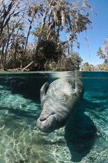 Manatee Underwater Photography Portfolio Carol Grant Manatee Photography, Manatees In Florida, Swimming With Manatees, Barrel Roll, Sea Cow, Underwater Photographer, Lovely Creatures, Exotic Fish, Three Sisters