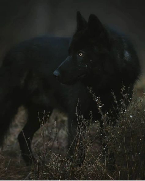 Direwolf Aesthetic, Melanistic Wolf, Modern Werewolf, Aesthetic Wolf, Werewolf Au, Moodboard Pictures, Reading Aesthetics, Moon Lighting, Black Wolves