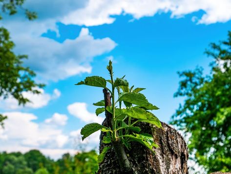 Painting A Tree, Stump Grinder, Stump Removal, Holly Tree, Survival Instinct, Design Hack, Painting Furniture Diy, Tree Stump, The Roots